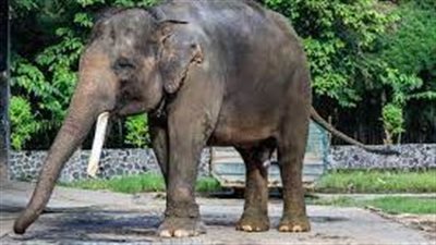 قائمة أسرع الحيوانات انقراضًا حول العالم بسبب تغير المناخ.. تعرف عليها