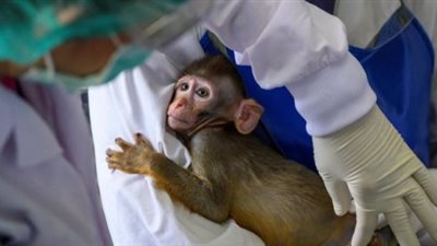 أجريت على القرود.. دراسة أمريكية: لا حاجة لجرعات معززة ضد متحور أوميكرون 