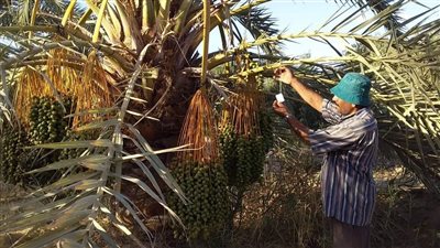 الزراعة تكشف أهم النصائح لمزارعي النخيل