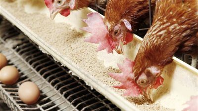 بورصة الدواجن تعلن أسعار الفراخ والبانيه اليوم السبت