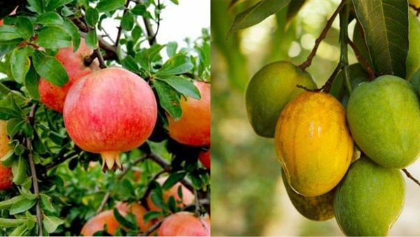 المانجو والرمان