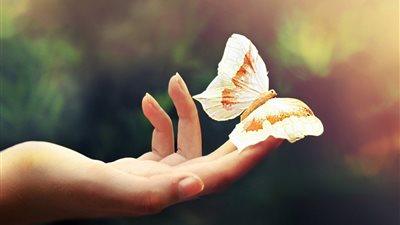 دراسة حديثة| كيف سيؤثر تغيير أنماط هطول الأمطار على الفراشة ميامى المهددة بالانقراض