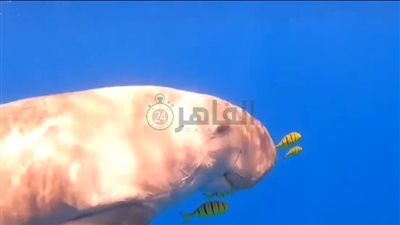 غطاسون يرصدون ظهور عروس البحر جنوب مدينة الغردقة| صور 