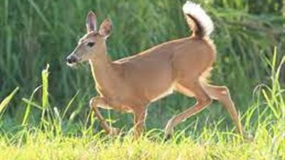 إصابة أول حيوان بري في العالم بأوميكرون.. ومخاوف من حدوث تغيرات جديدة للفيروس