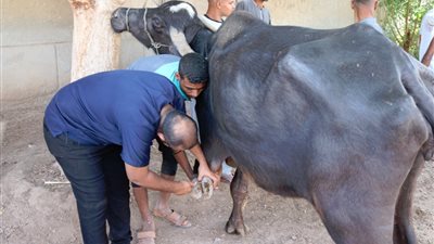 مديرية طب بيطري قنا تحذر المزارعين ومُربي الماشية من التعامل مع العيادات غير المرخصة