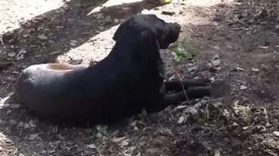 وفاءً لصاحبه.. كلب أسود يجلس أمام قبر الطفل ريان خلال دفنه لوداعه | فيديو