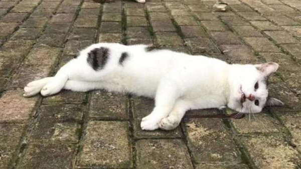 حكم قتل القطط والكلاب