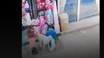 صديقته تنتظره.. كلب يخطف هدية عيد الحب ويفر هاربًا في المنيا | فيديو