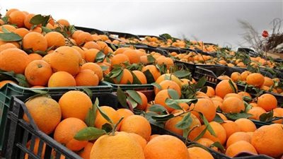 بعد حل أزمة الموالح العالقة بروسيا.. مصدرون يشكرون الزراعة والخارجية والحجر 