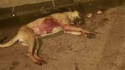 عالم أزهري: هذا النوع من الكلاب لا يجوز قتله شرعا