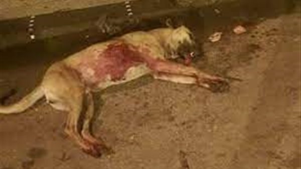 ما حكم قتل الكلاب؟