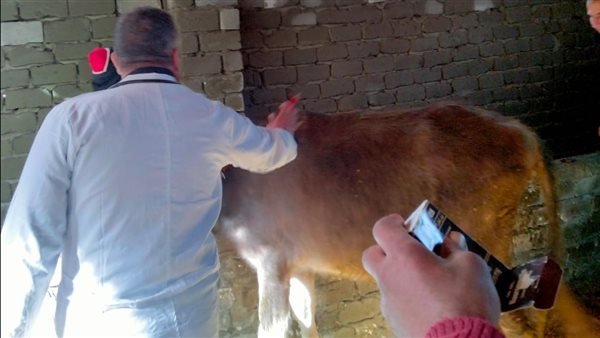 تحصين روس الماشية