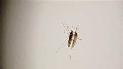 فوتوسيشن لناموسة بأسيوط يثير السخرية.. والمواطنون: الناموس هنا دراكولا مصاص دماء