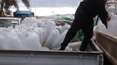 ضبط 25 ألف زريعة طوبار بكفر الشيخ وتسليمها لشرطة المسطحات | صور