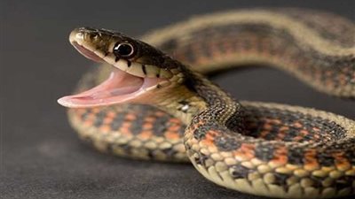 الإفتاء تكشف حكم تربية الثعابين في المنزل
