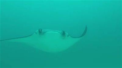 ظهور سمكة «مانتا راي» الأشهر تاريخيًّا بالبحر الأحمر جنوب الغردقة| صور وفيديو