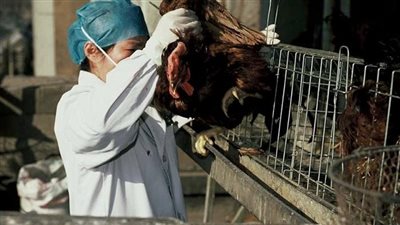 بث مباشر | لمواجهة كورونا.. مصر تمنع دخول الطيور الحية بأنواعها من جميع المنافذ