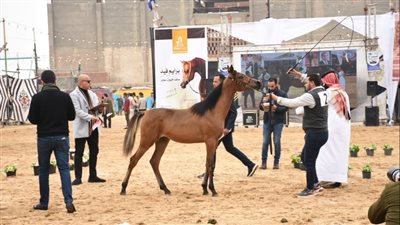 محافظ البحيرة يفتتح المهرجان الدولي الخامس عشر للخيول بمشاركة 4 دول عربية