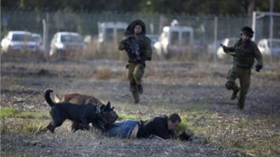  الاحتلال يطلق كلبًا متوحشًا لنهش جسد شابٍ فلسطيني أثناء اعتقاله.. ومرصد الأزهر يدعو المجتمع الدولي للتدخل 