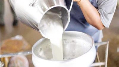 هل يحرم إضافة الماء والنشادر والصودا الكاوية إلى اللبن؟.. الإفتاء توضح