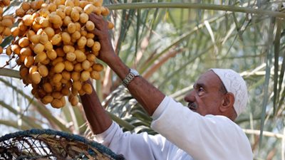 المعمل المركزي ينظم ورشة عمل لمزارعي النخيل