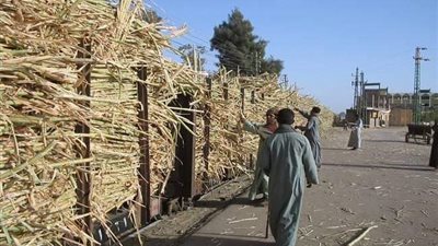 مصنع سكر نجع حمادي ينفي خروج قطار محمل بالقصب عن القضبان