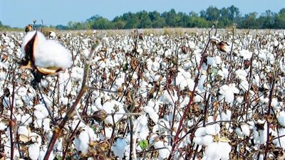 مصر تصدر قطنا لإيطاليا بقيمة 64 مليون دولار خلال 9 أشهر