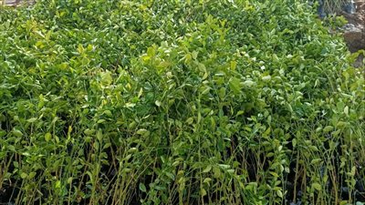 تدشين مبادرة ازرع شجرة مثمرة بالعبور لزيادة الرقعة الخضراء 