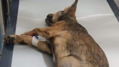 ملاك الرحمة.. جمعت 5 آلاف جنيه لعلاج كلب صدمته سيارة بالغردقة| صور 