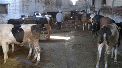 تحصين 156 ألف ماشية ضد الحمى القلاعية بالغربية 