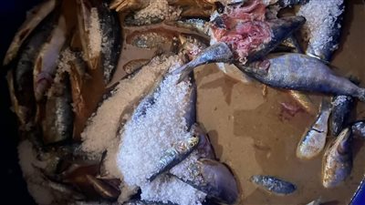 الطب البيطري بالمنوفية: ضبط 3.5 طن أسماك غير صالحة للاستهلاك الآدمي