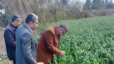 الزراعة: متابعة حالة المحاصيل الشتوية في محافظتي كفر الشيخ والبحيرة