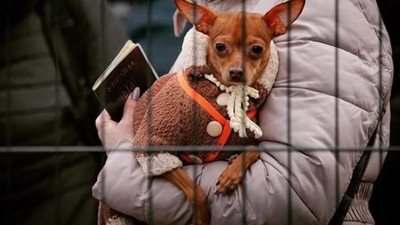 مشروع قانون بمجلس النواب لحماية حقوق الحيوان