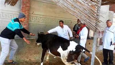 تحصين أكثر من 134 ألف ماشية ضد الجلد العقدي وجدري الضأن ببني سويف 