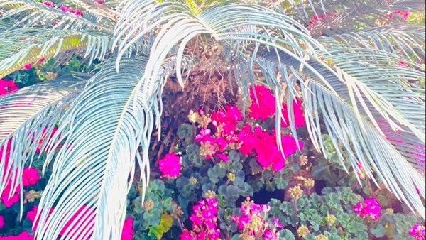 معرض الزهور 