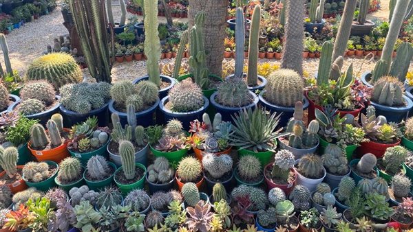 حديقة الأورمان