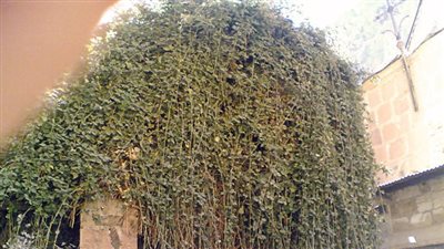 مؤرخ مصريات يكشف الاسم العلمي لشجرة العليقة في دير سانت كاترين 