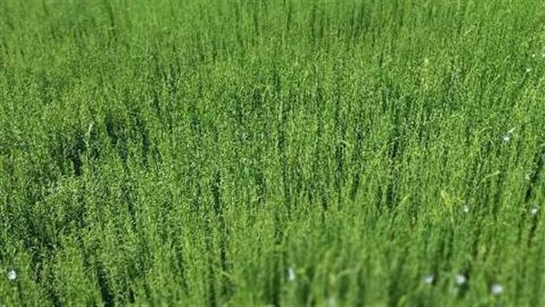 محصول الكتان في الشرقية