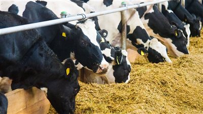 الزراعة: مصر لديها اكتفاء ذاتي من الألبان الطازجة ونصدر ما يزيد عن الاحتياجات