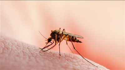 الصحة توجه بتحويل المشتبه بإصابتهم بالملاريا لمستشفيات الحميات بعد رصد حالات مصابة به | بث مباشر