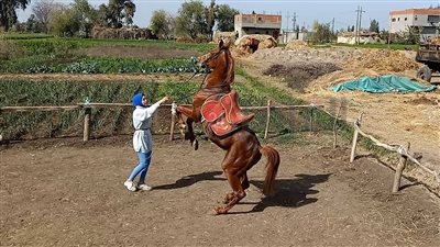 رقص الخيول سيمفونية في الأفراح الشعبية.. هَنا أشرف أصغر فارسة بالدقهلية تستعرض موهبتها | صور وفيديو 