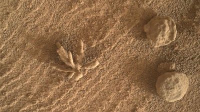 بين الخيال وعدسات مسبار ناسا.. علماء يكشفون حقيقة وجود أزهار على كوكب المريخ