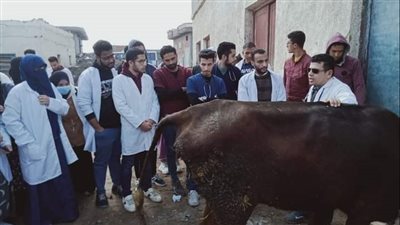 الزراعة تطلق قوافل بيطرية مجانية لرعاية أكثر من 15 ألف رأس حيوان وطائر في 10 محافظات