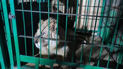 الأسد الروسي في طنطا.. إقبال من المواطنين لمشاهدة السيرك الروسي بالغربية| فيديو