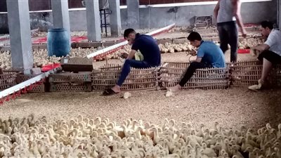 تحصين 163 ألف رأس ماشية و124 ألف طائر خلال الشهر الماضي بالإسكندرية