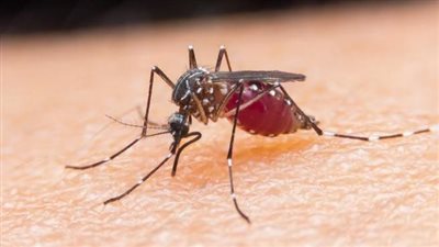 الصحة تكشف أعراض الإصابة بالملاريا وإجراءات التعامل معها عقِب رصد مرضى عائدين من الدول المصابة | بث مباشر