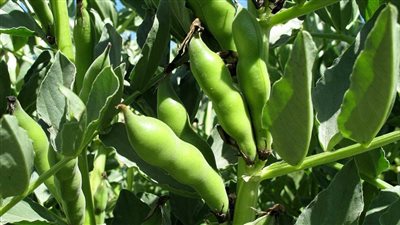 البحوث الحقلية: بدء زراعة أول صنف متميز من السلالات الجديدة للفول البلدي