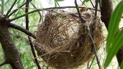 ذاكرة الأمثال.. خليك في عشك لما ييجي حد يهشك