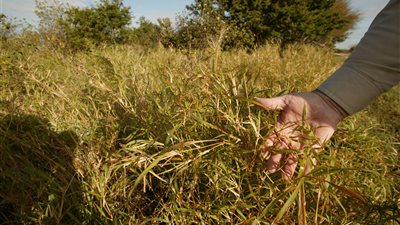 أبرزها زيادة إنتاجية بعض المحاصيل.. وزارة البيئة تكشف جوانب إيجابية لظاهرة التغيرات المناخية
