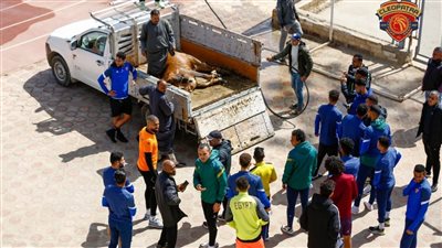 بسبب غياب الانتصارات.. لاعبو سيراميكا يذبحون عجلا قبل مران الفريق | صور